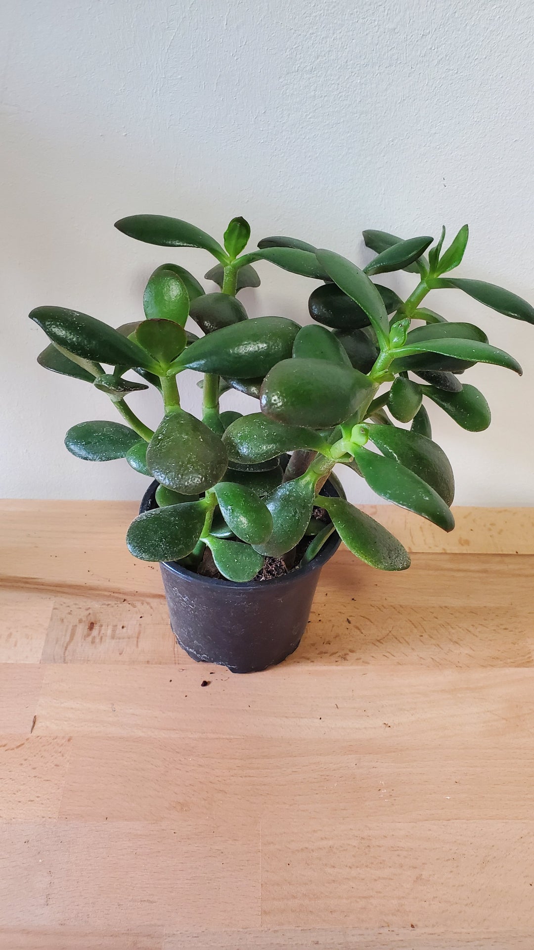 Crassula