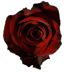 Rote Rose