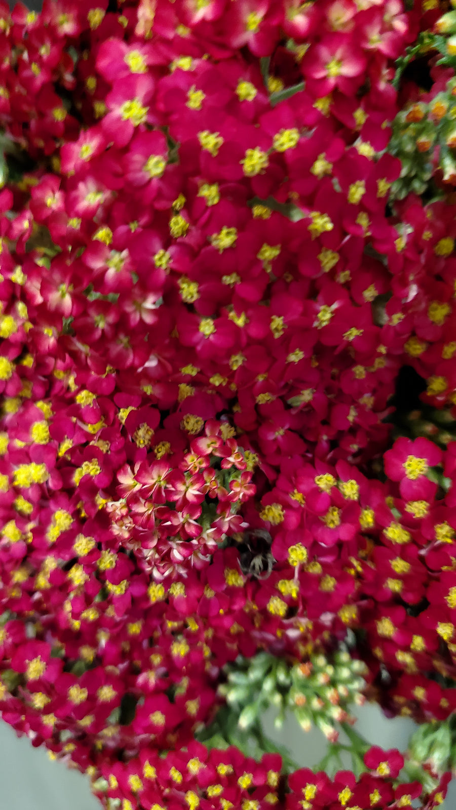 FlowerWorks Heidelberg