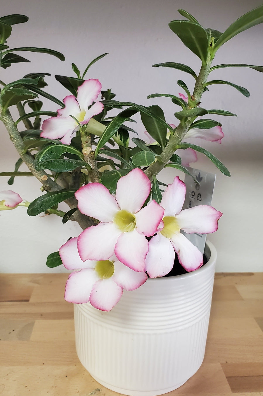 Blumen in Heidelberg