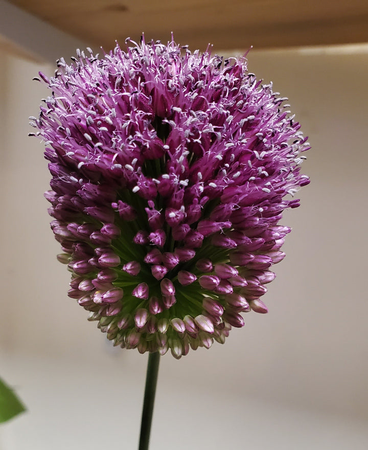 Blumenladen in Heidelberg