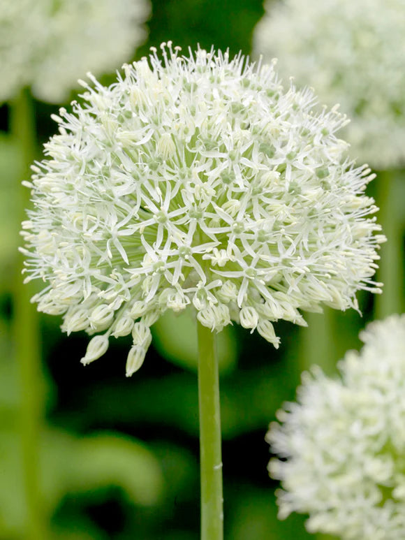 Allium