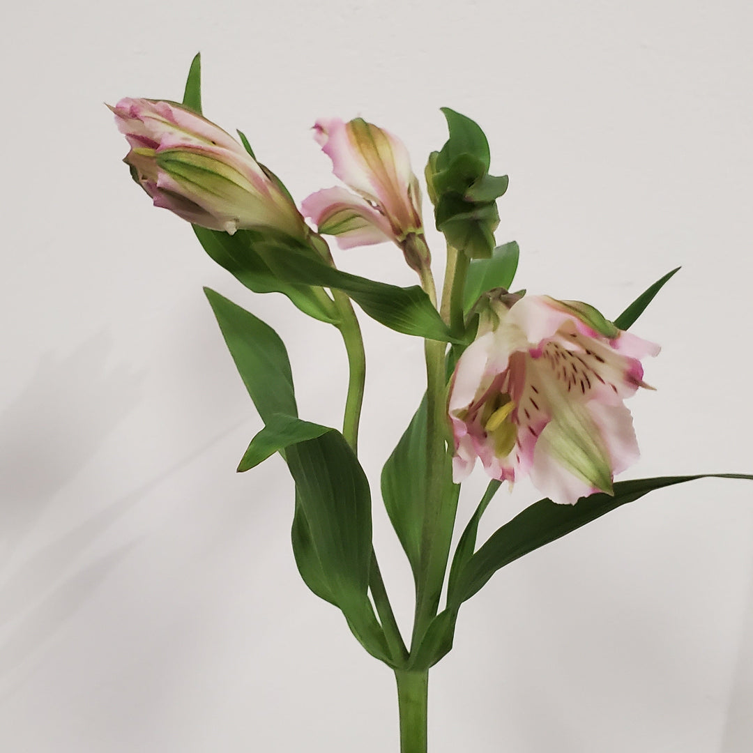 FlowerWorks Heidelberg