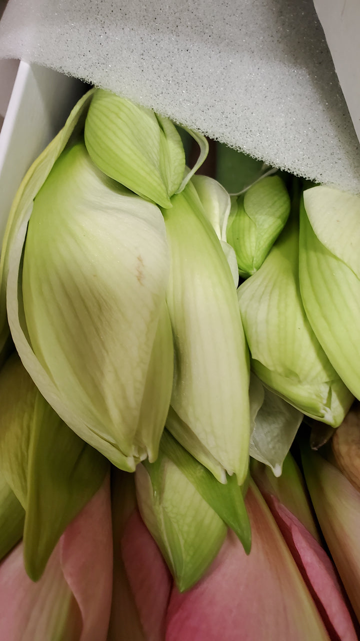 FlowerWorks Heidelberg