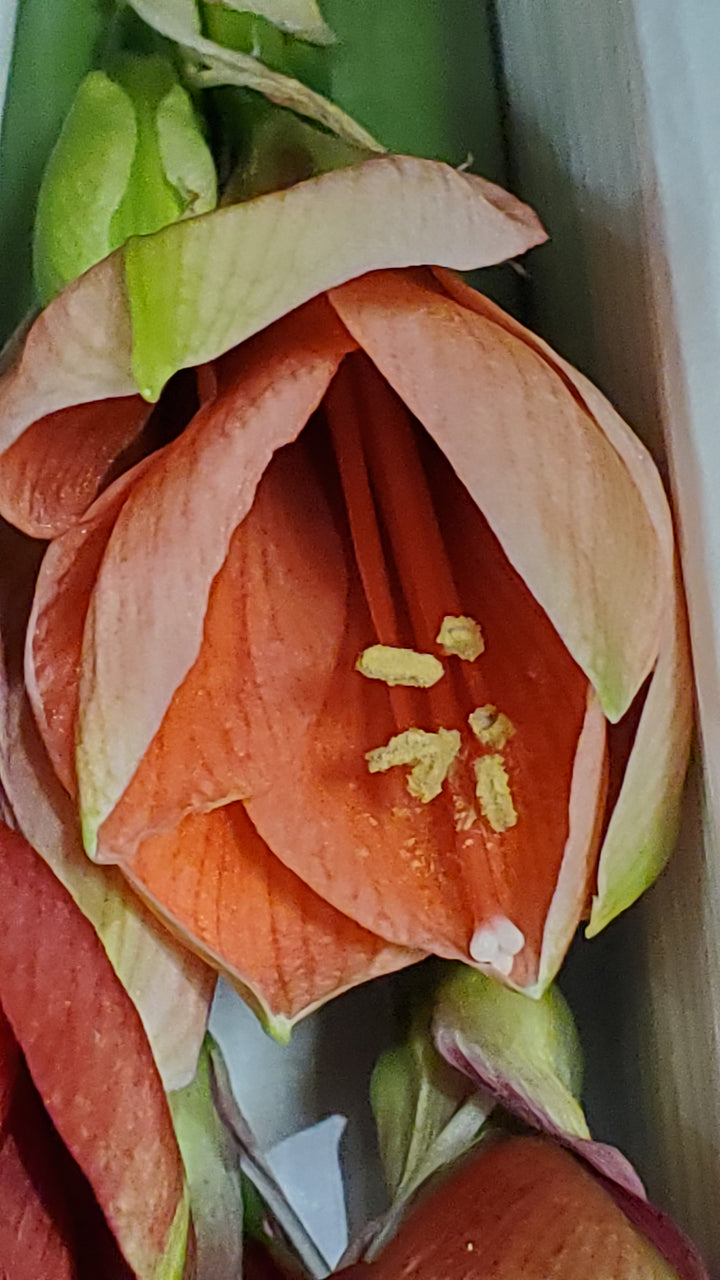 FlowerWorks Heidelberg