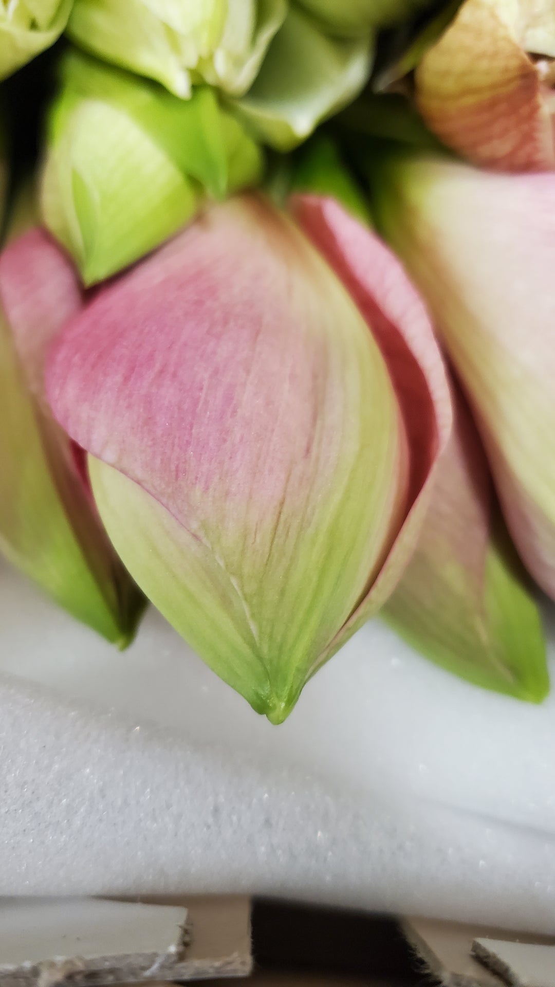 FlowerWorks Heidelberg