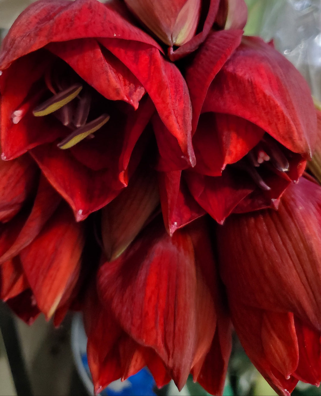 FlowerWorks Heidelberg