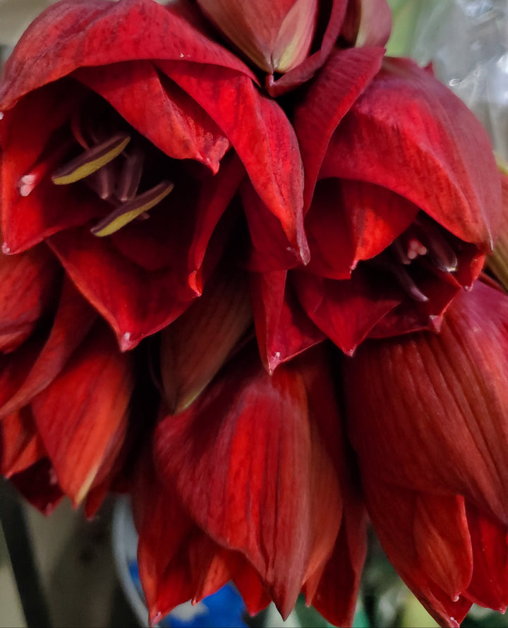 FlowerWorks Heidelberg