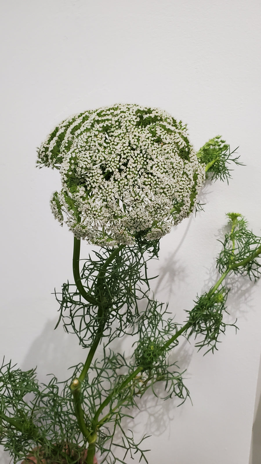 FlowerWorks Heidelberg