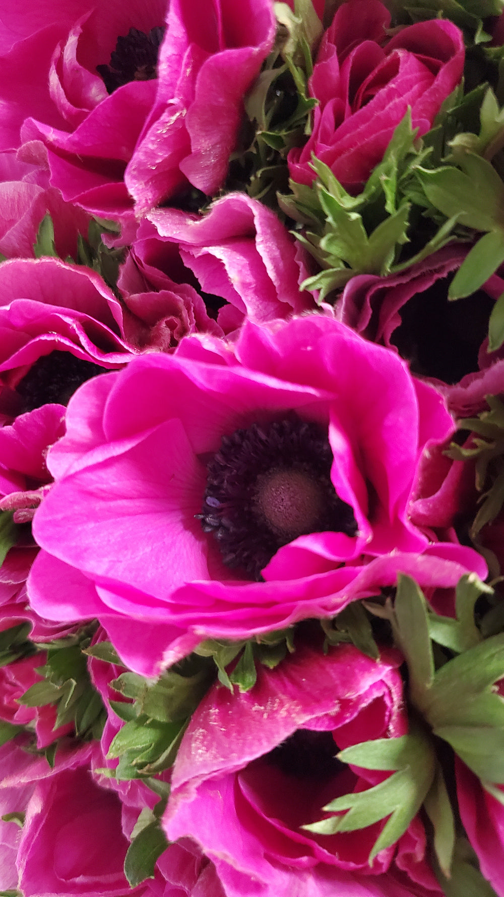 FlowerWorks Heidelberg