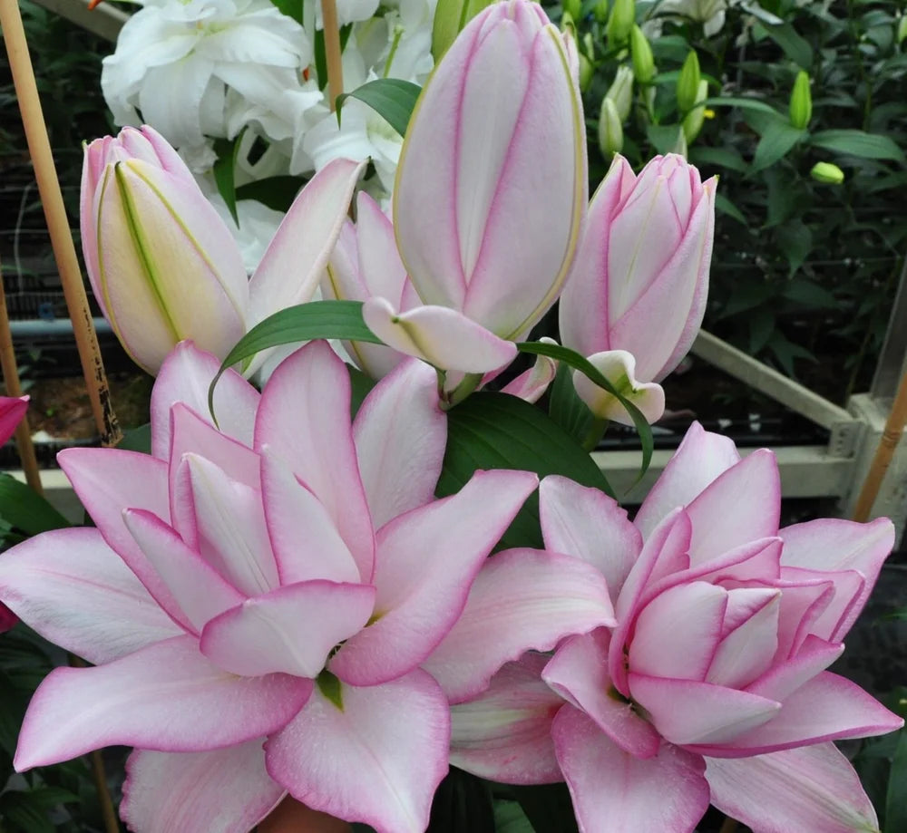 Lilien
