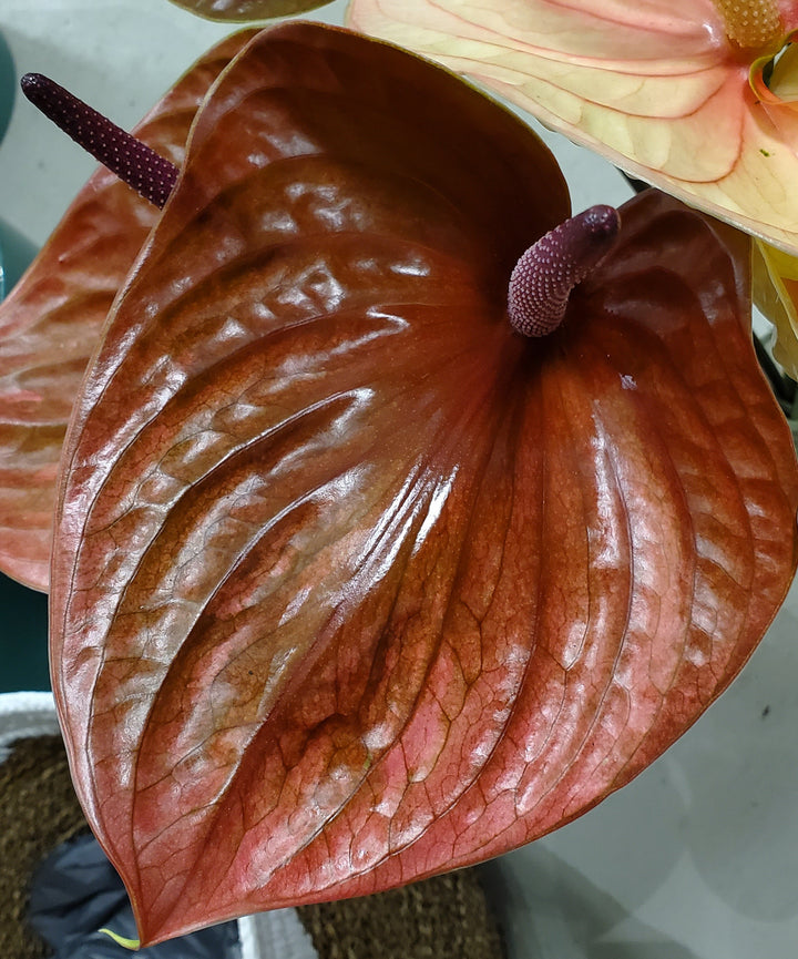 FlowerWorks Heidelberg