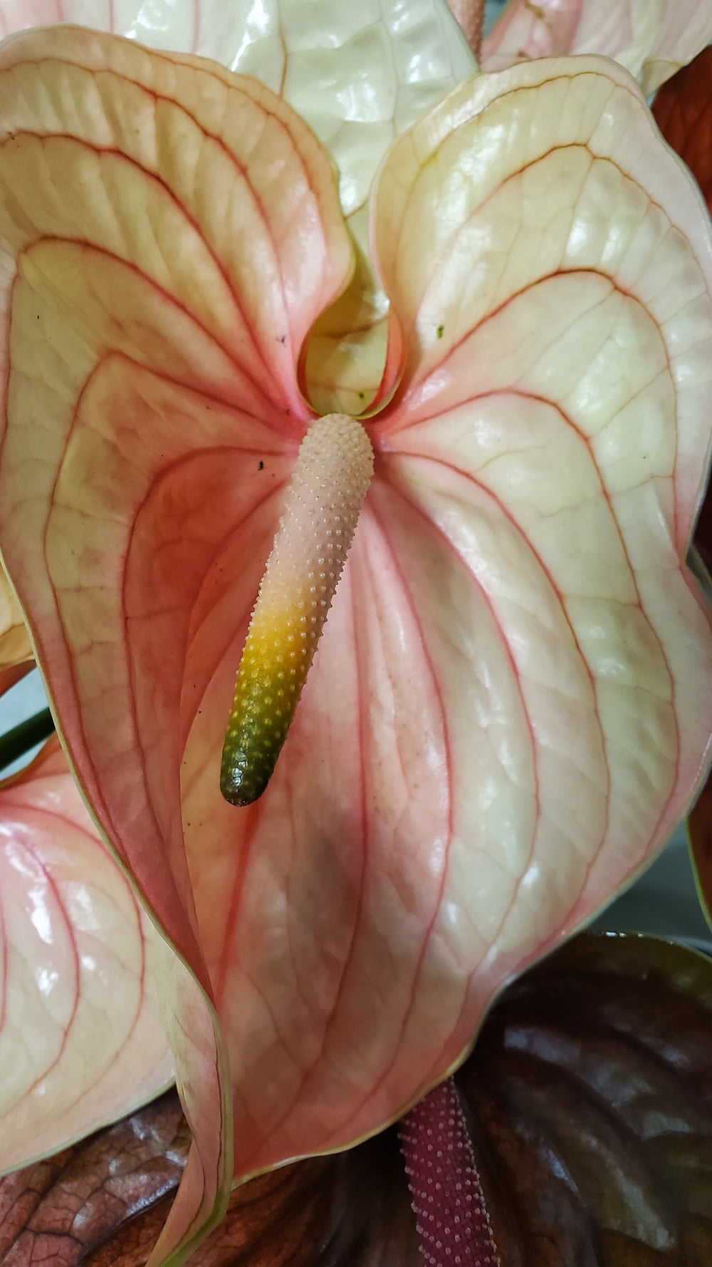 FlowerWorks Heidelberg