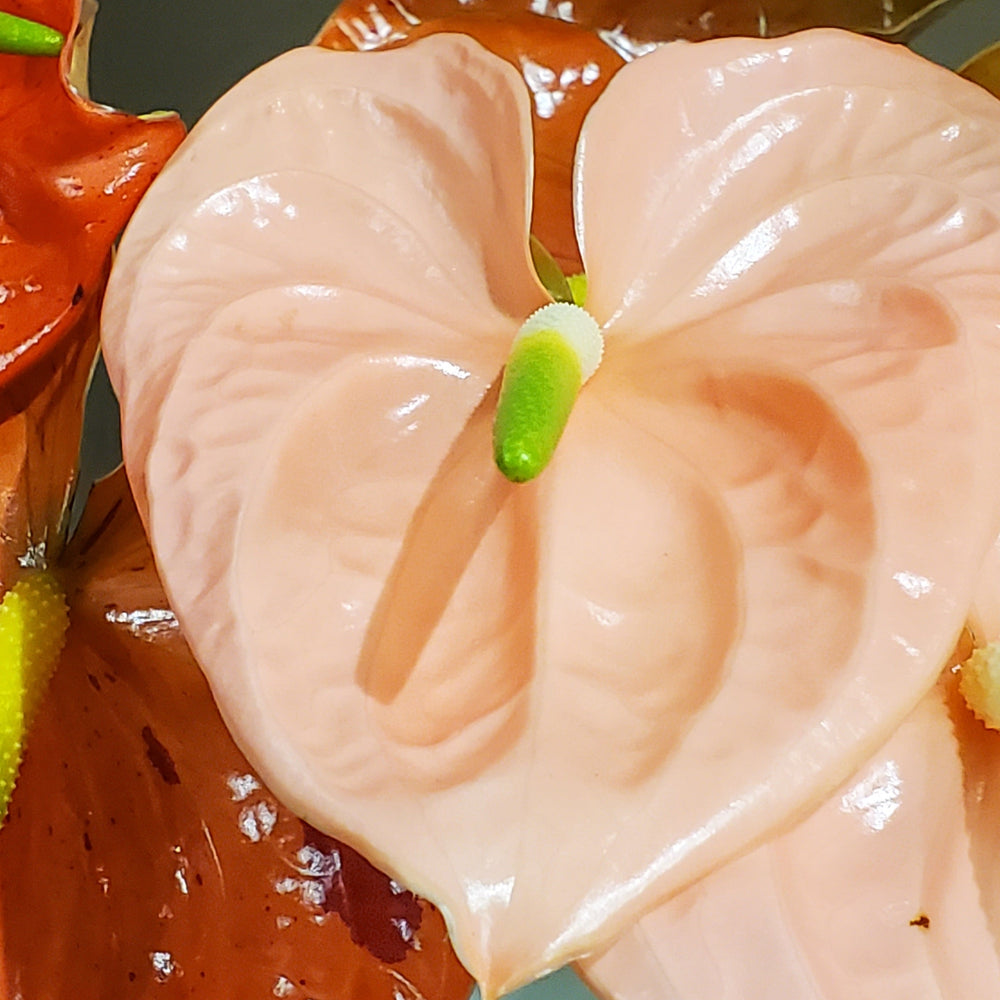 FlowerWorks Heidelberg