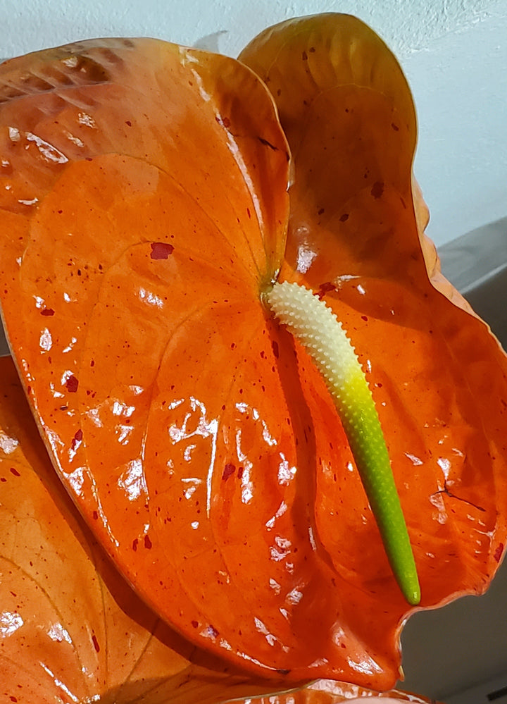 FlowerWorks Heidelberg