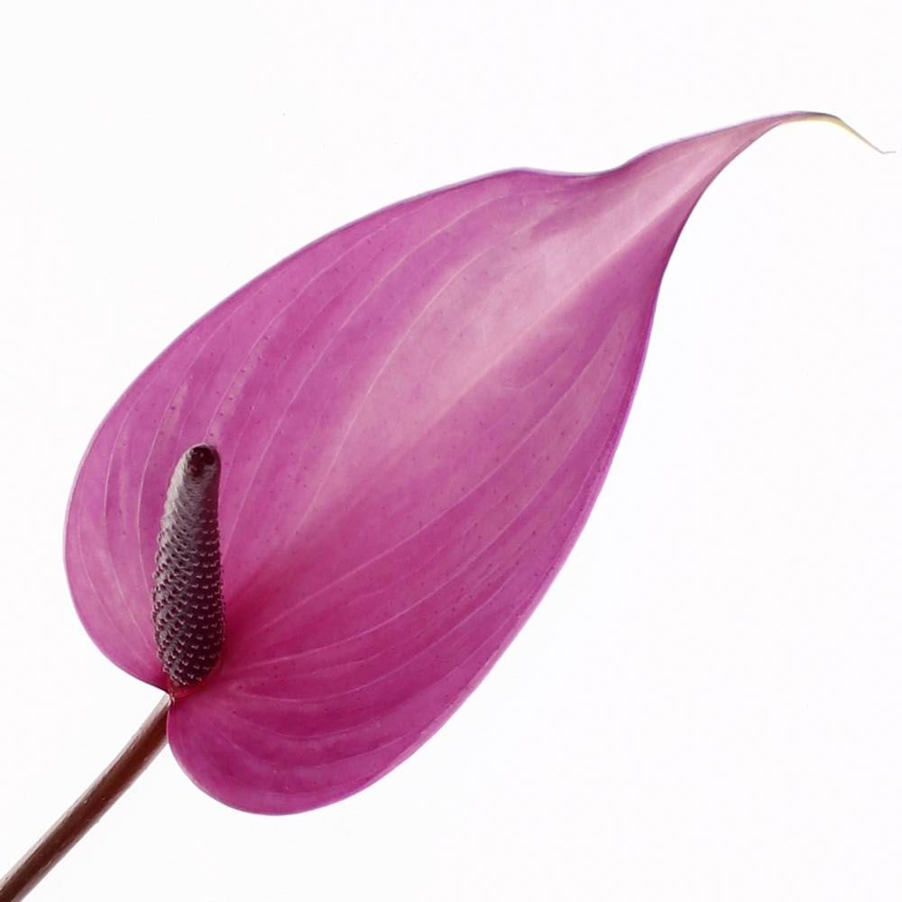 FlowerWorks Heidelberg