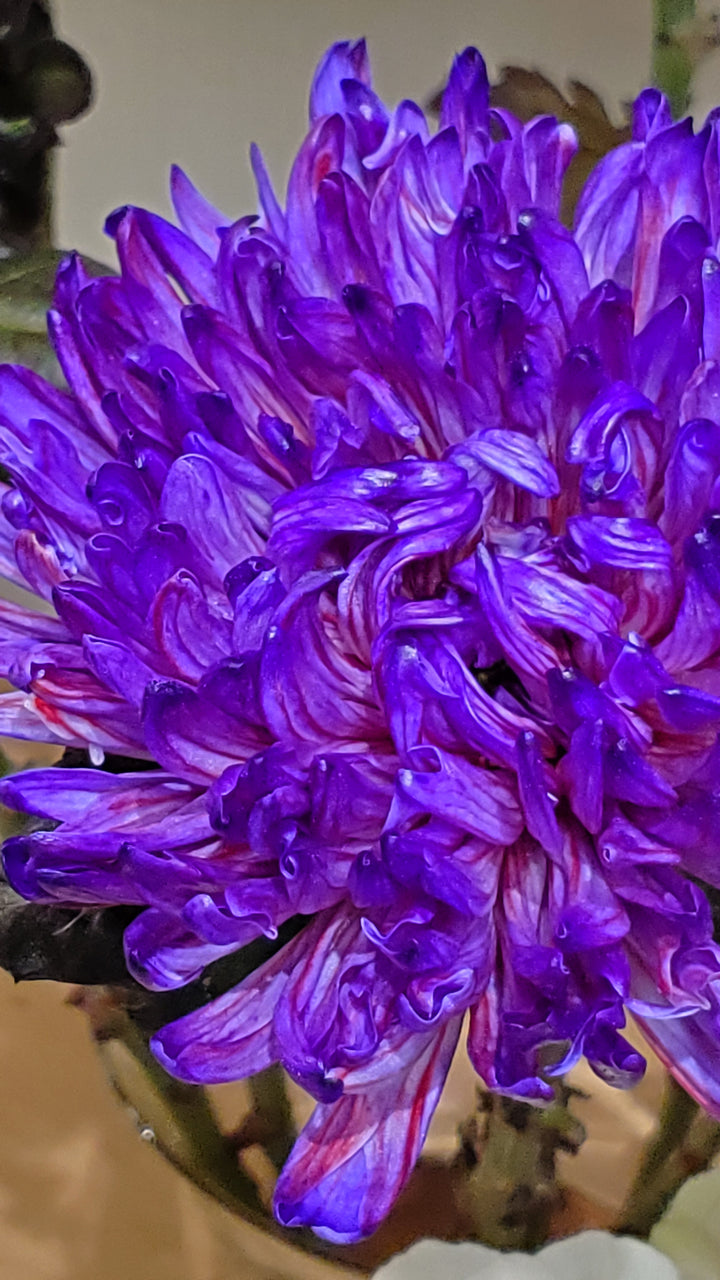 FlowerWorks Heidelberg