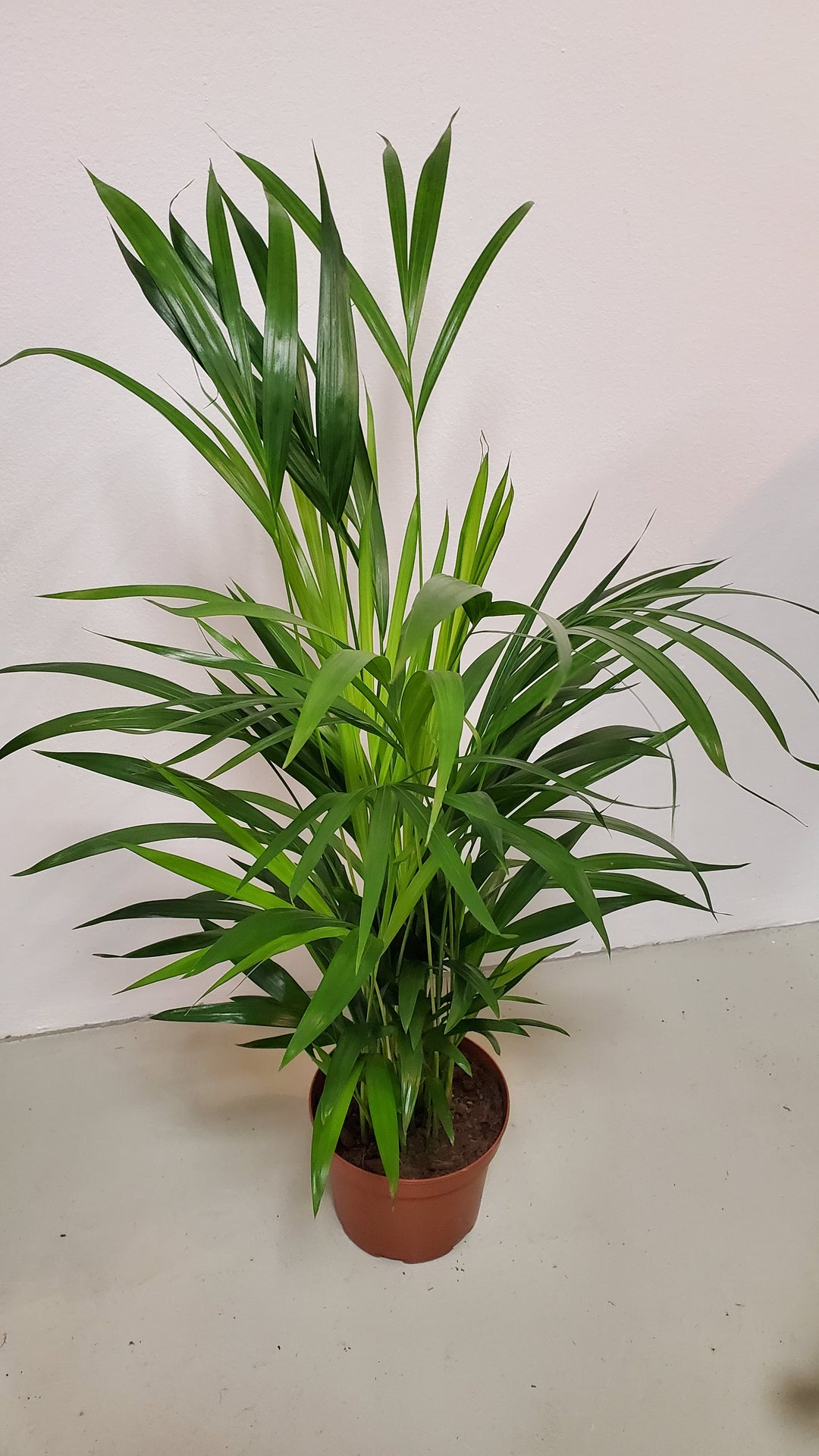 FlowerWorks Heidelberg