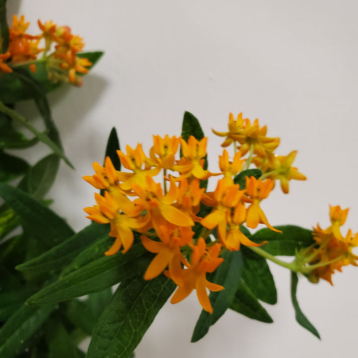 FlowerWorks Heidelberg