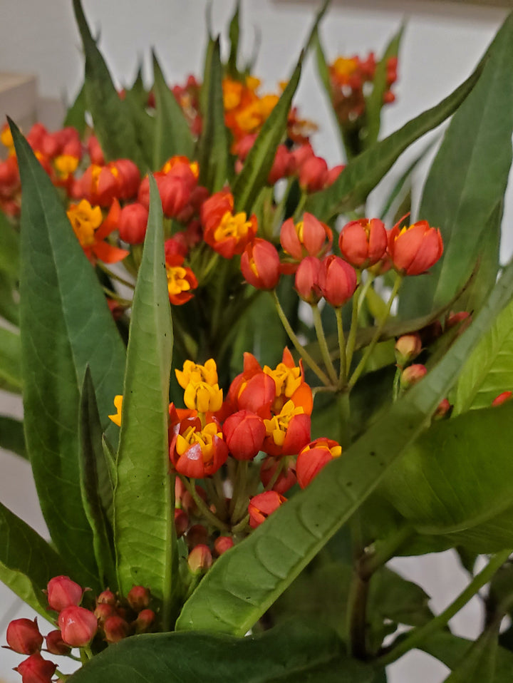 FlowerWorks Heidelberg