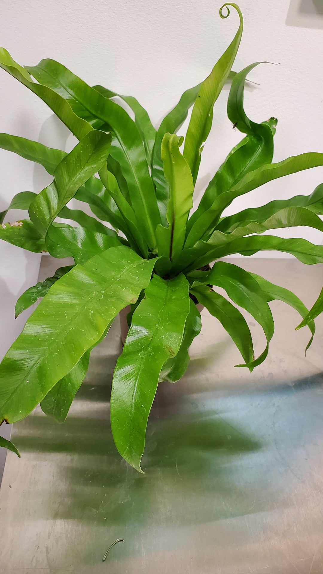 FlowerWorks Heidelberg