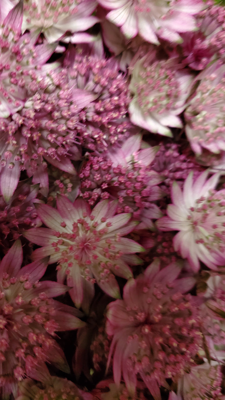 Blumen in Heidelberg