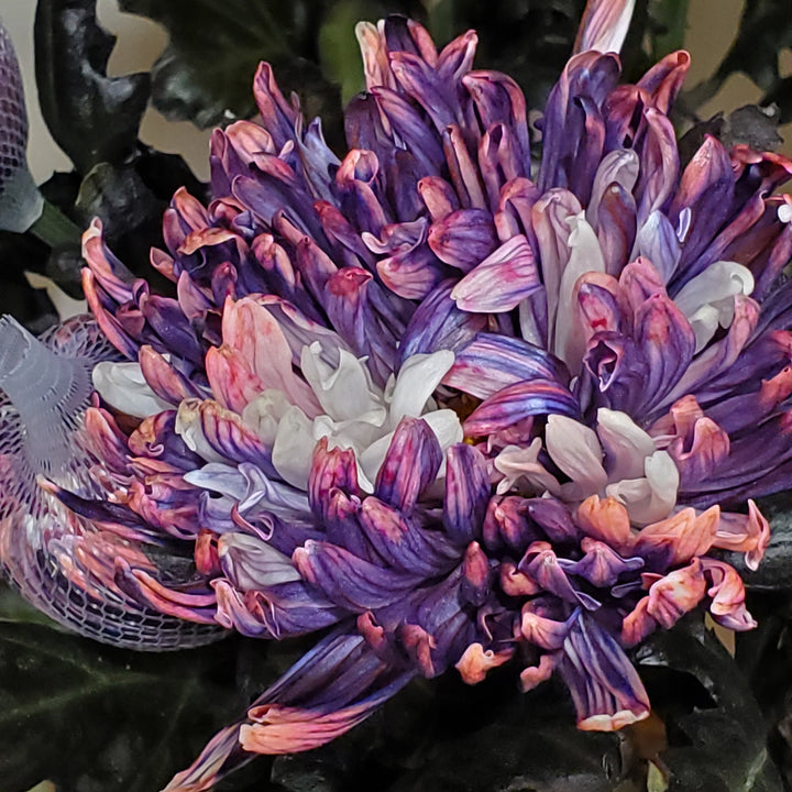 FlowerWorks Heidelberg