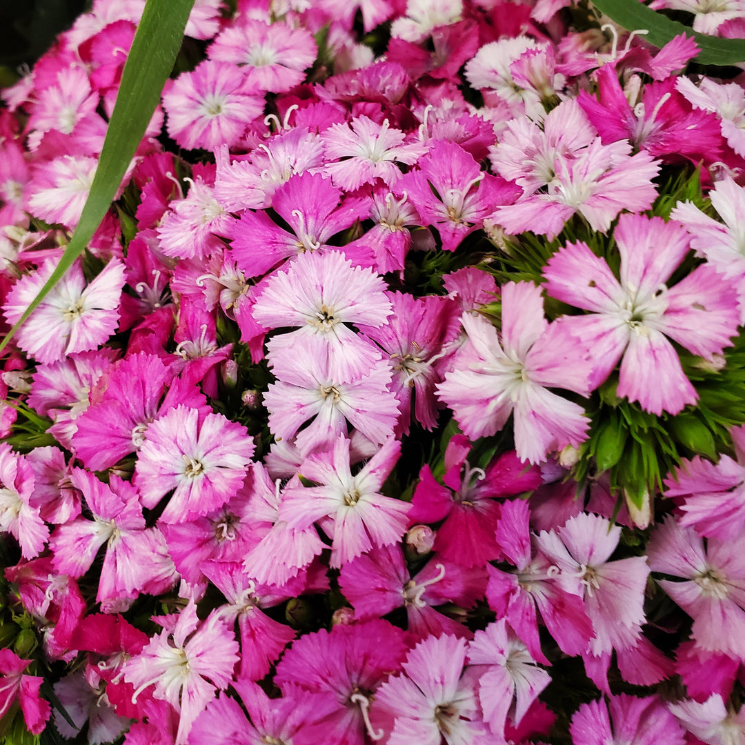 FlowerWorks Heidelberg