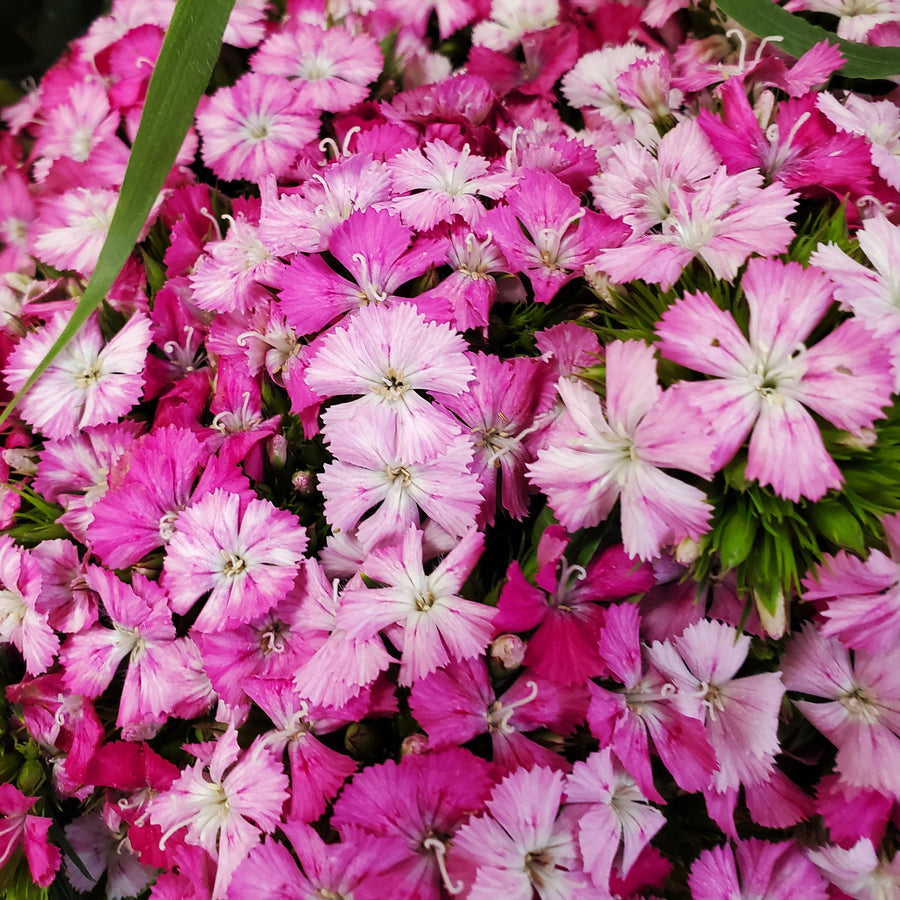 FlowerWorks Heidelberg