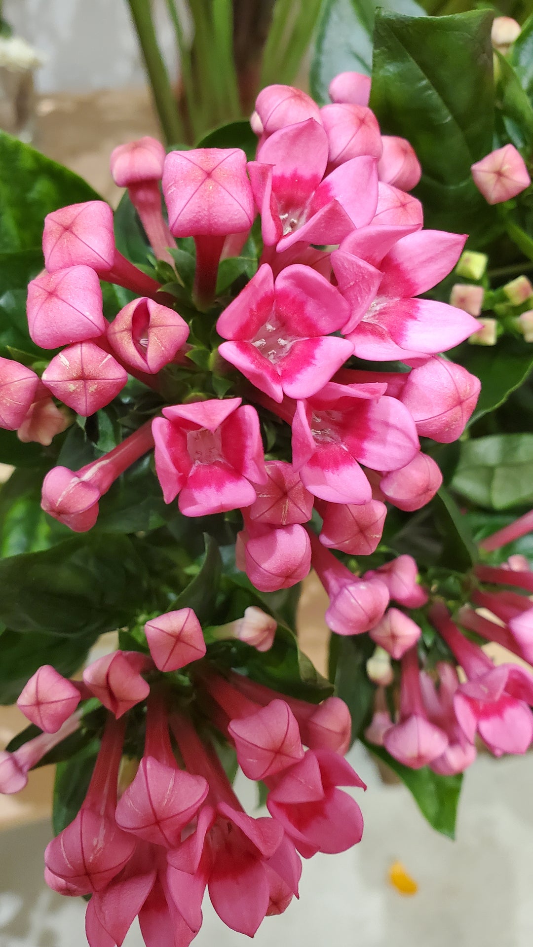 FlowerWorks Heidelberg