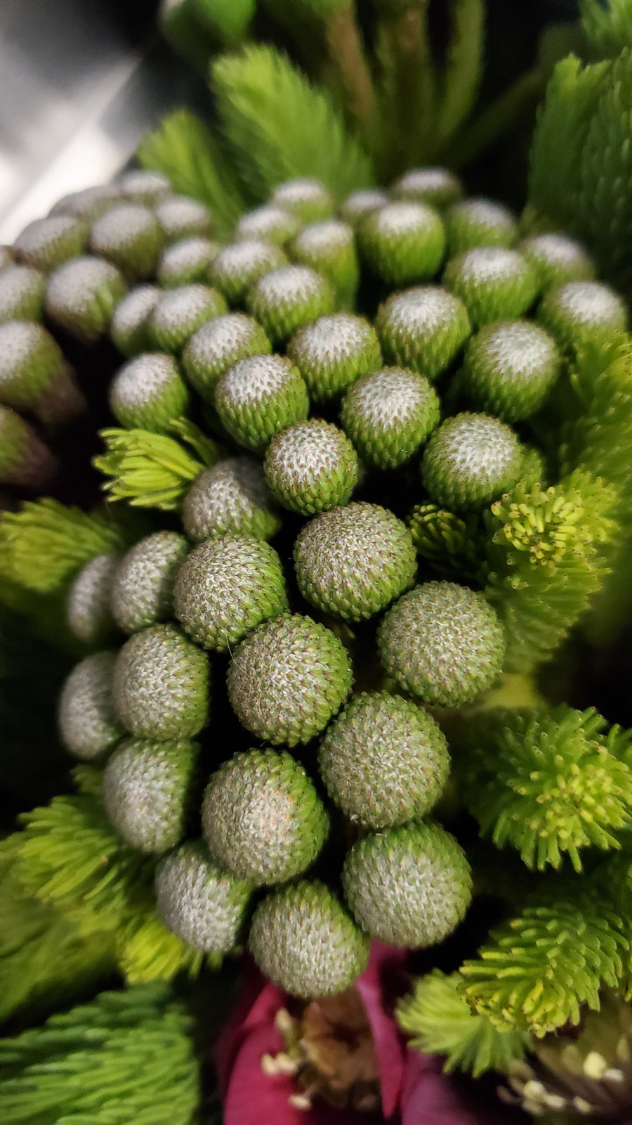 FlowerWorks Heidelberg