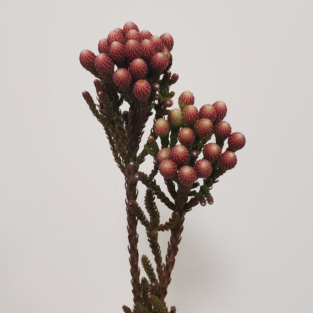 FlowerWorks Heidelberg