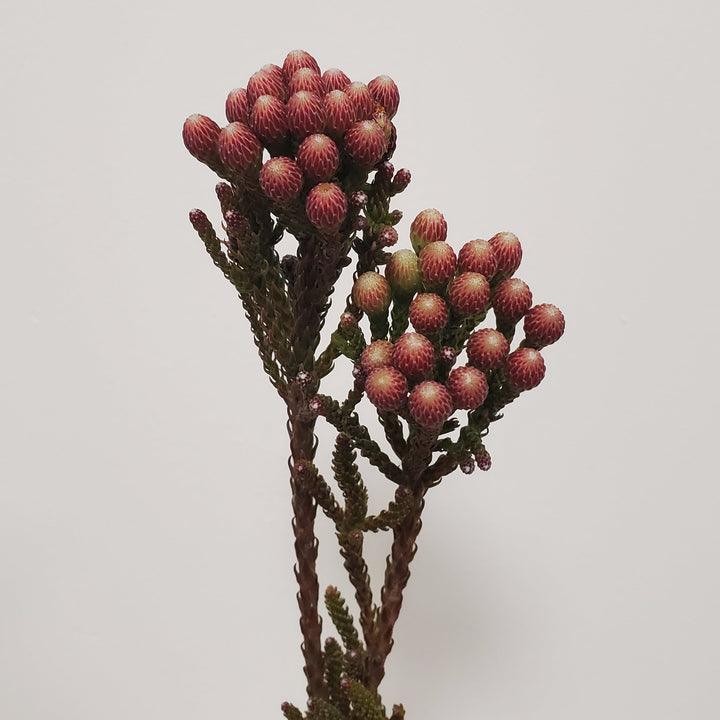 FlowerWorks Heidelberg