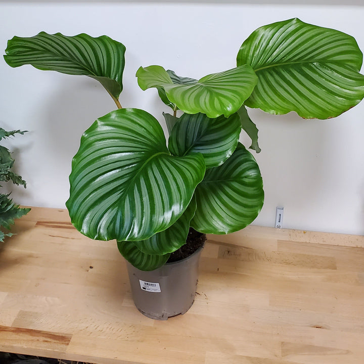 Calathea_Roseopicta