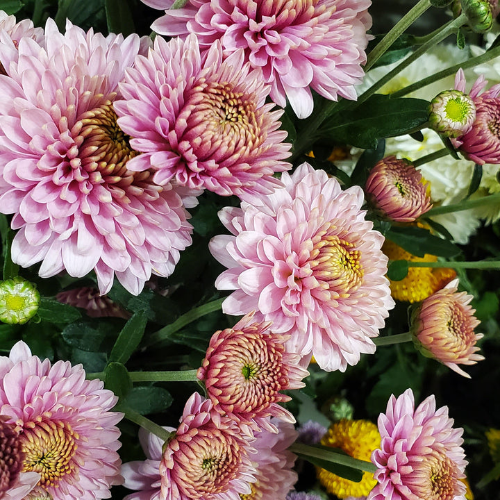 FlowerWorks Heidelberg