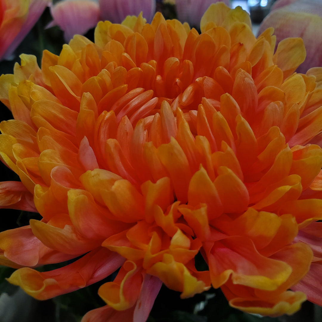 FlowerWorks Heidelebrg