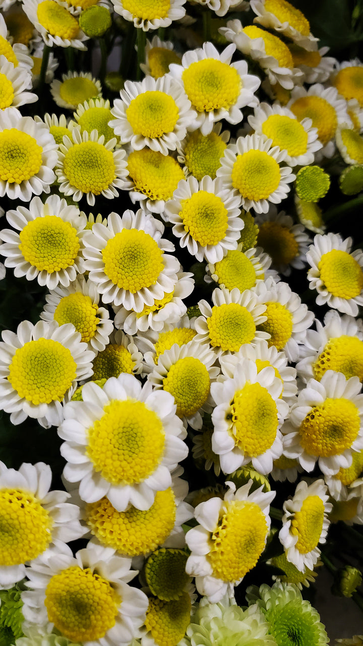 Blumen in Heidelberg