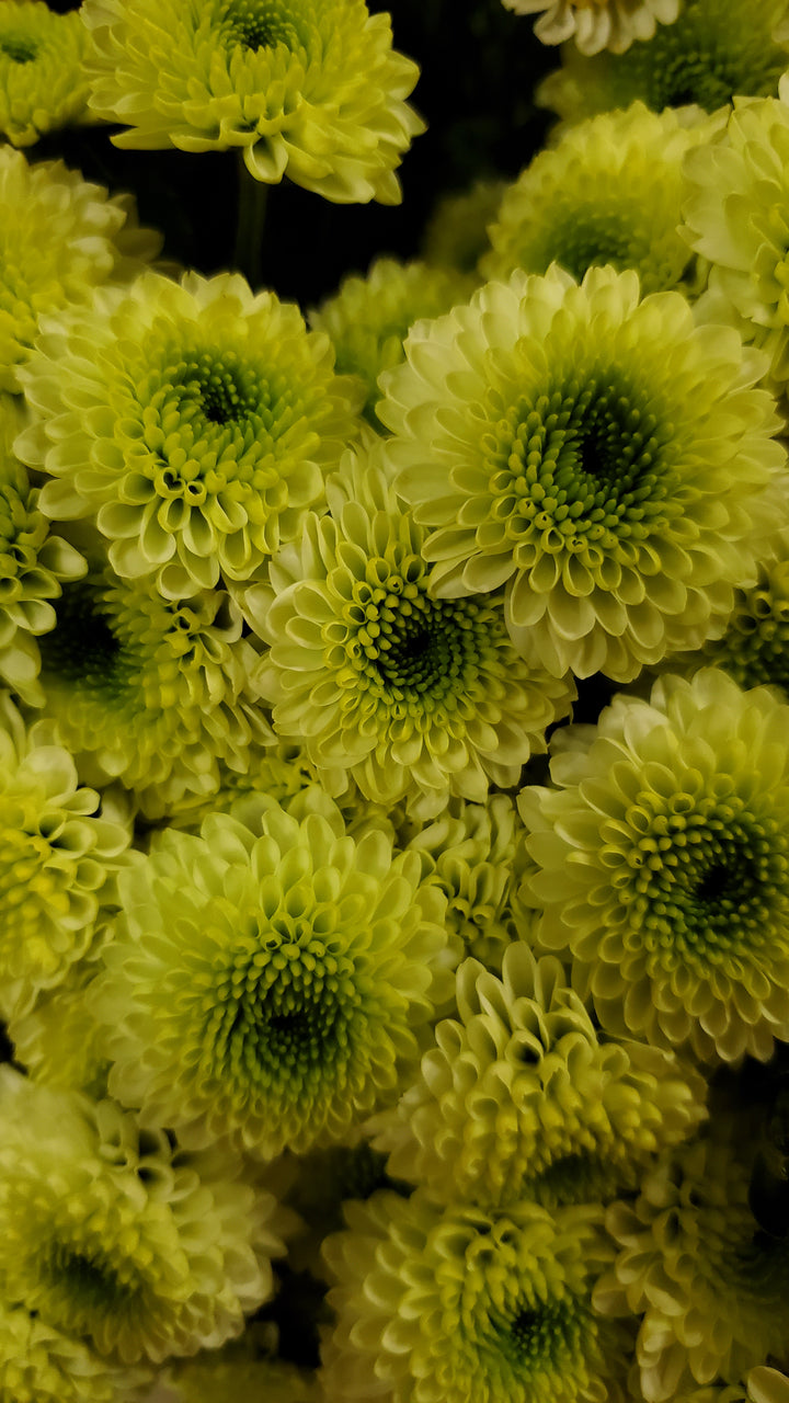 Blumen in Heidelberg