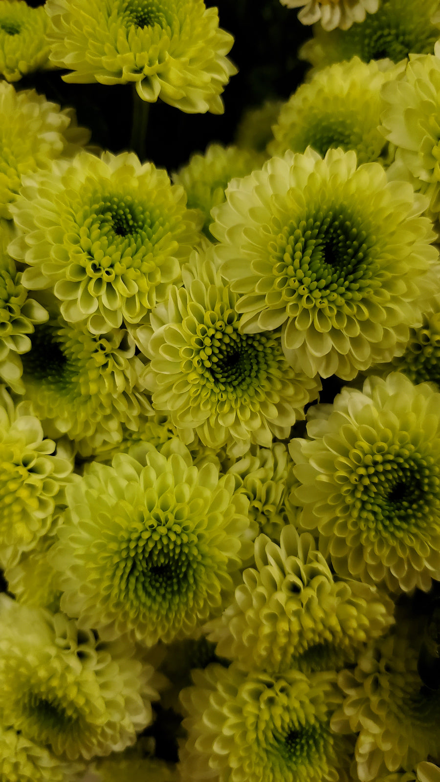 Blumen in Heidelberg