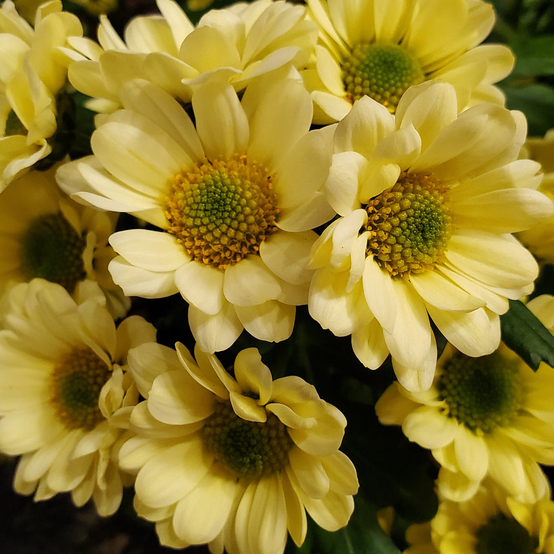 FlowerWorks Heidelberg