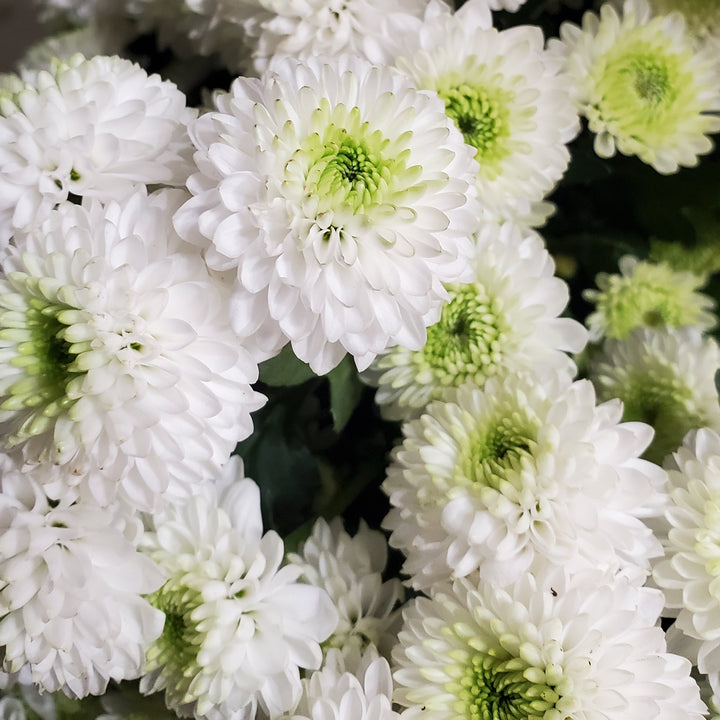 FlowerWorks Heidelberg