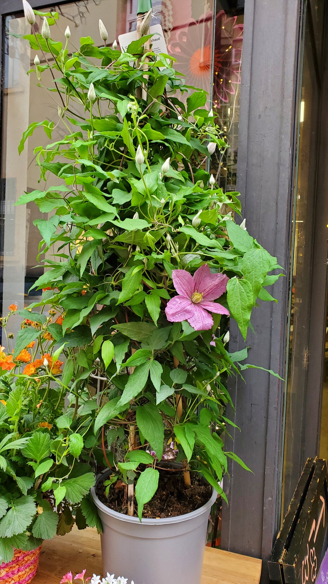 Blumen in Heidelberg