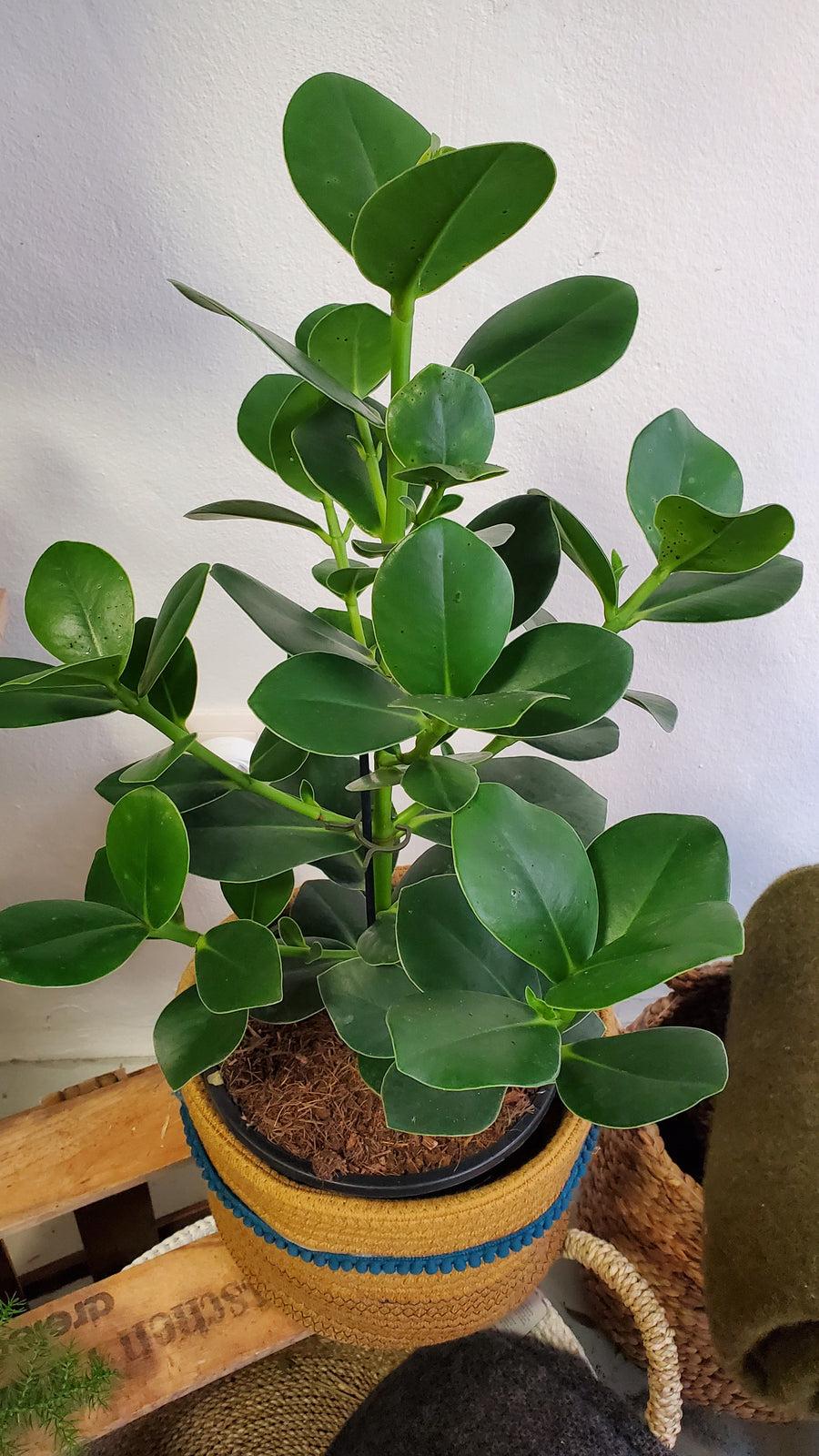 FlowerWorks Heidelberg