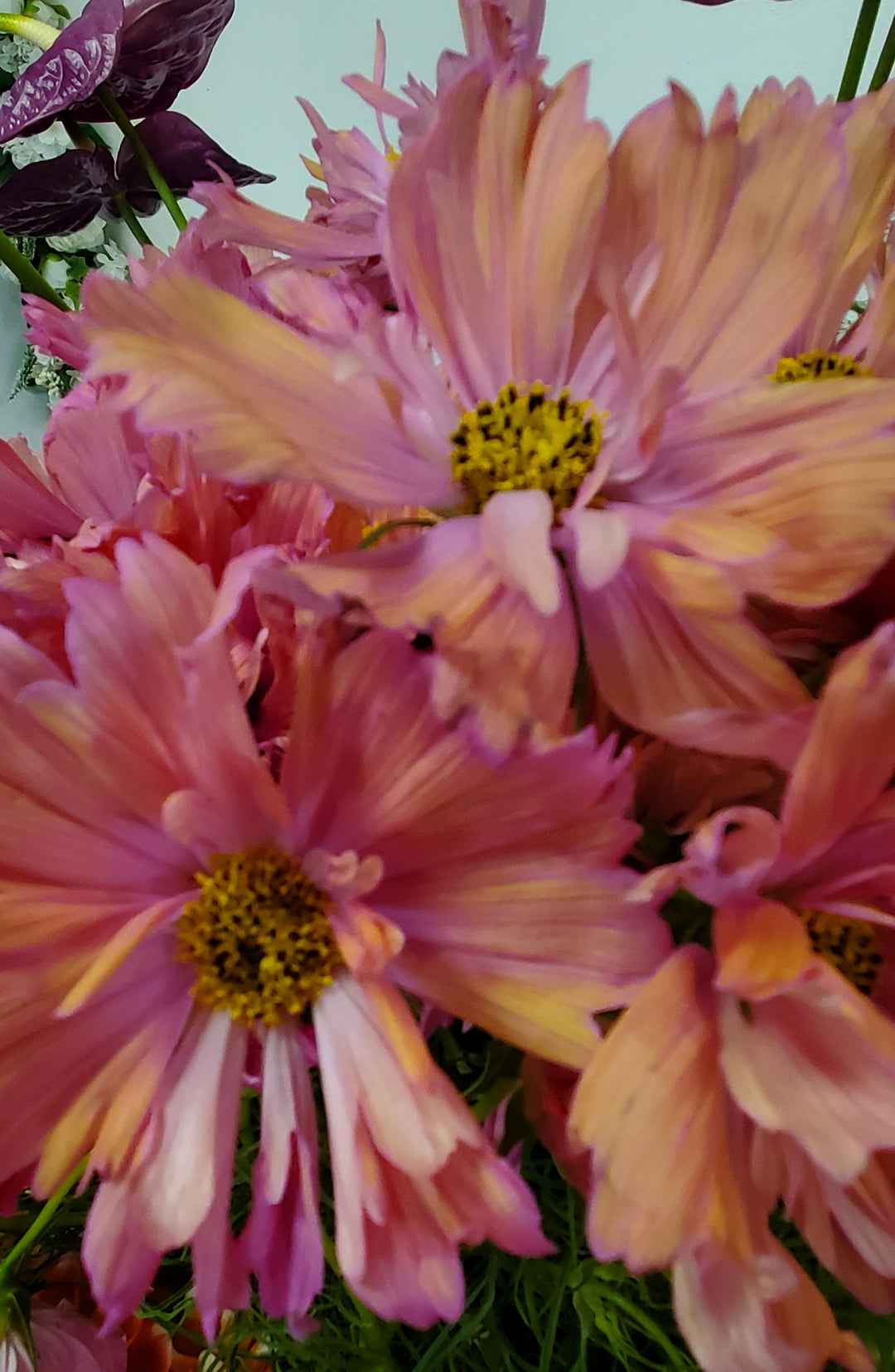 Blumen in Heidelberg