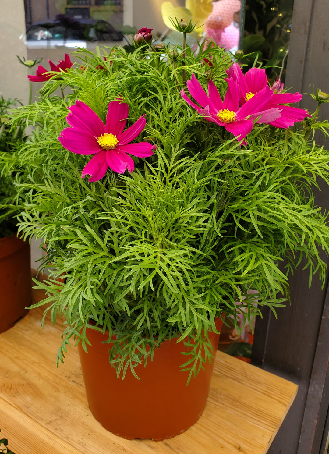 Blumenladen in Heidelberg