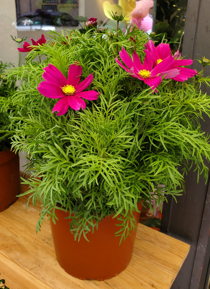 Blumenladen in Heidelberg