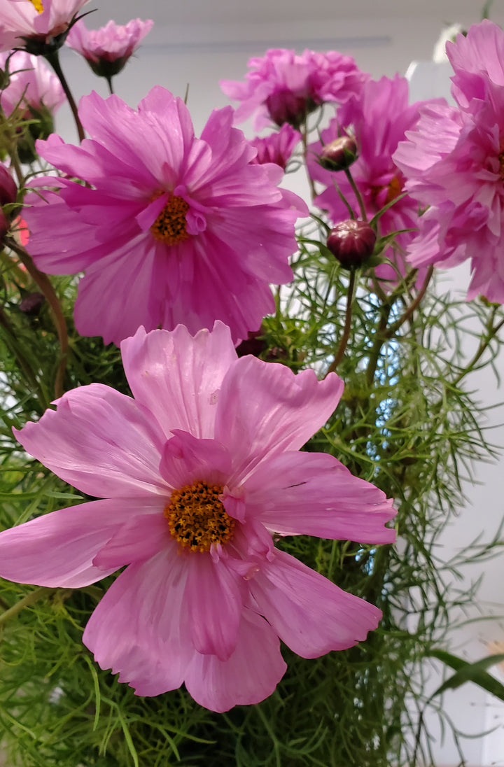 Blumen in Heidelberg