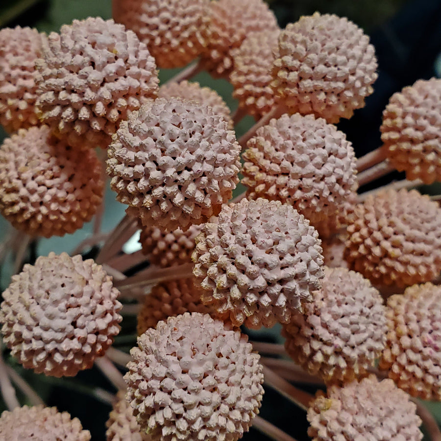 FlowerWorks Heidelberg