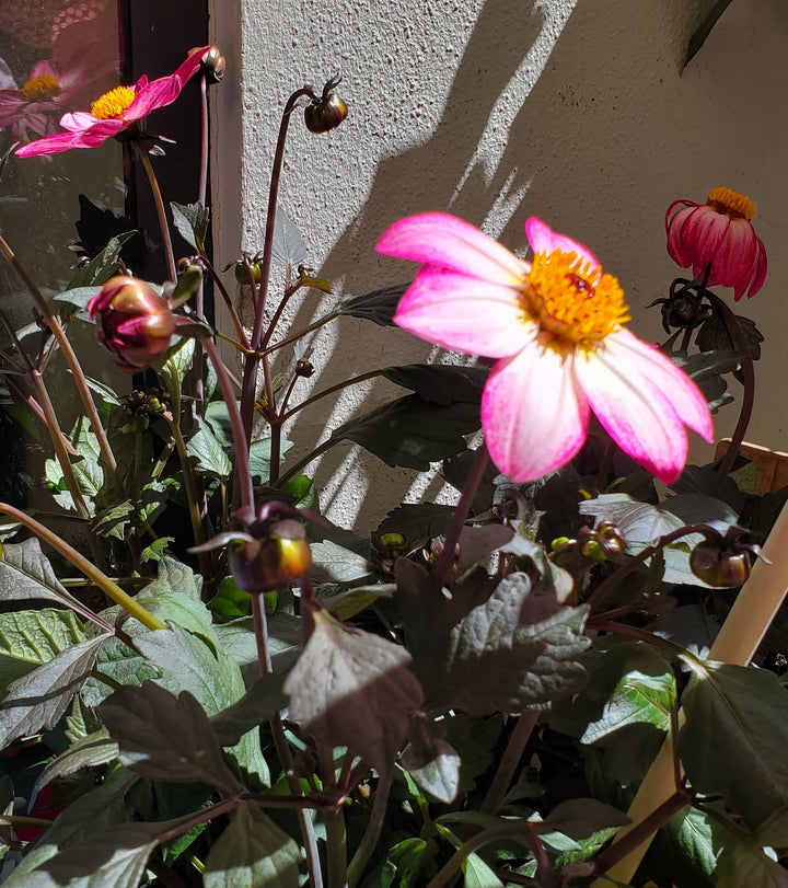 Blumenladen in Heidelberg