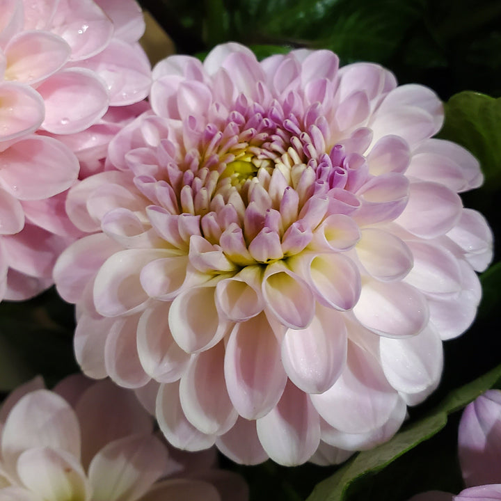 Blumenladen in Heidelberg